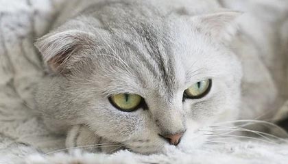 果然不出所料！南海传来捷报，大量菲律宾船只一拥而上