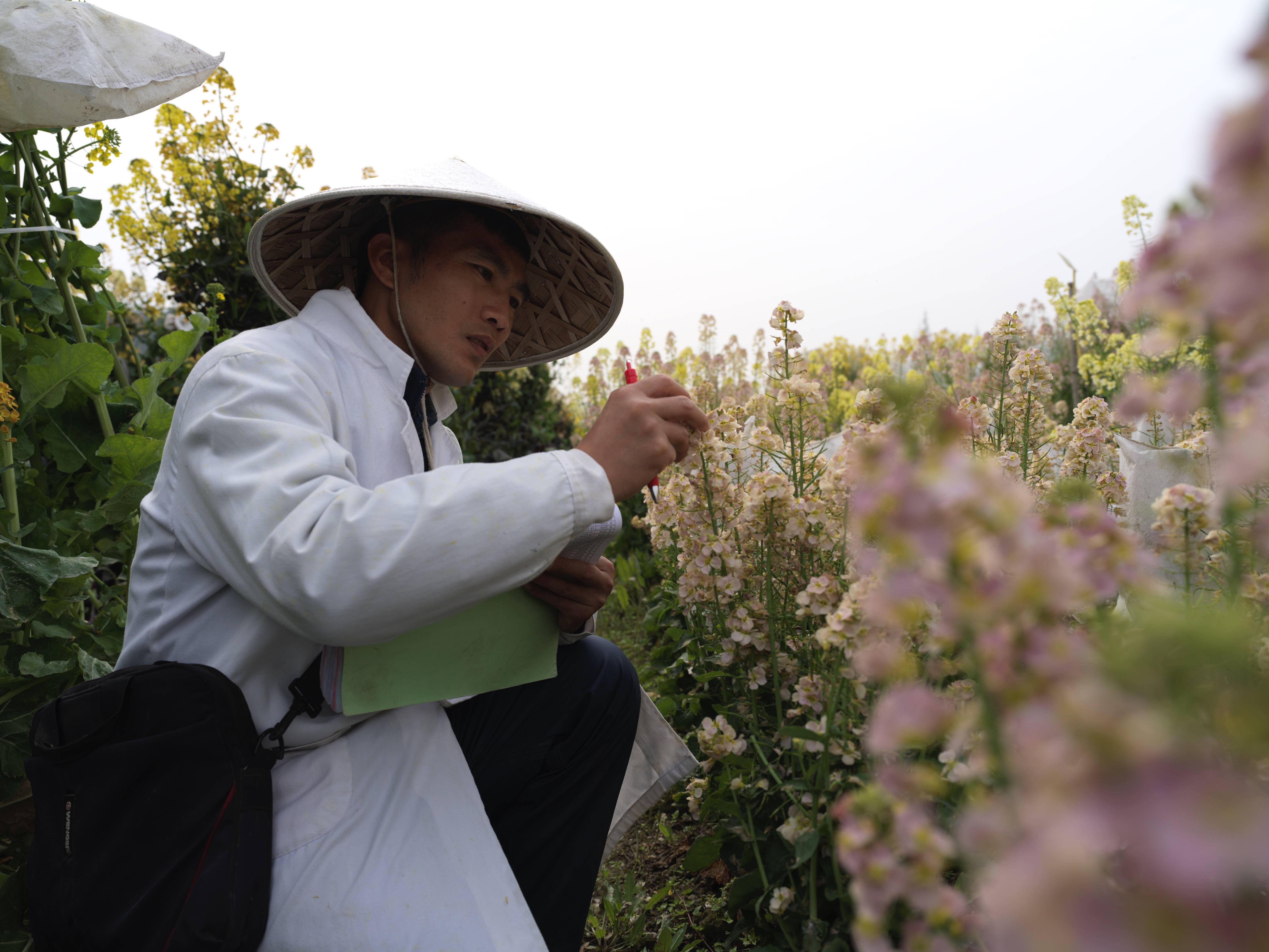 惊艳！上万种油菜花在这里争相绽放