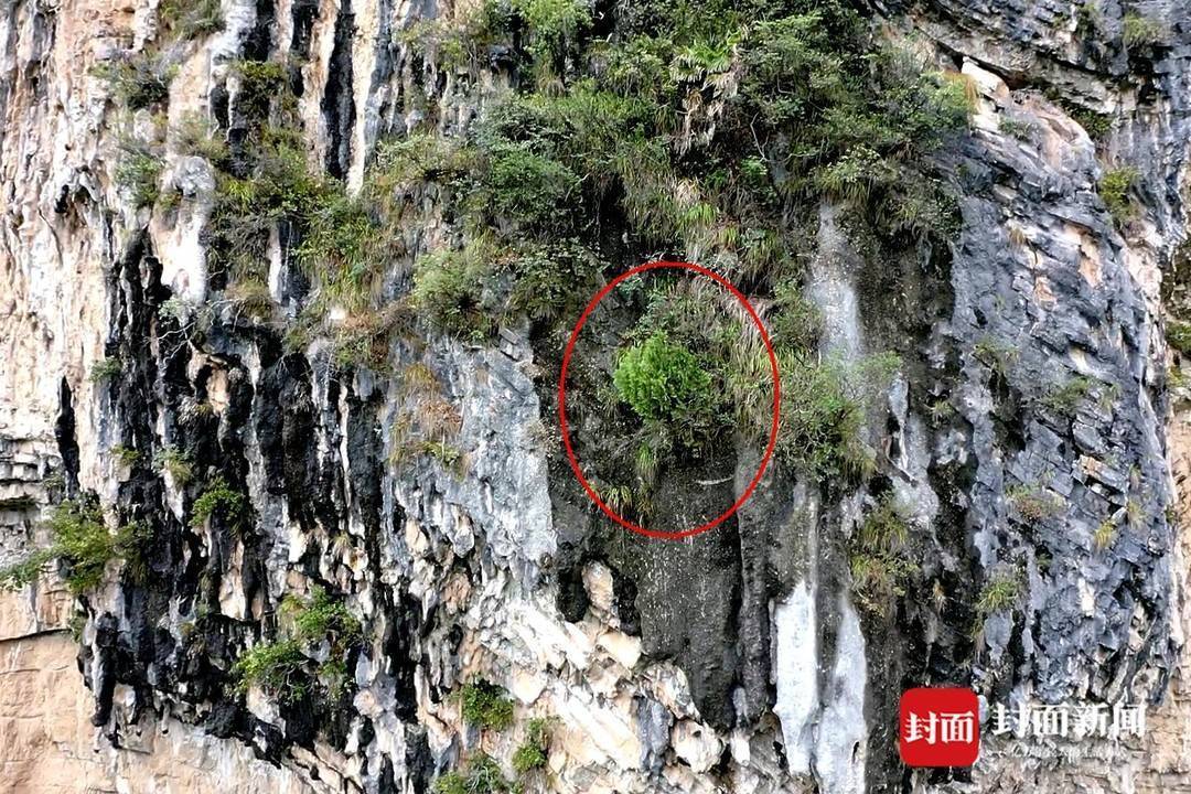 还魂草“复活”、崖柏成林、阳鱼穿溪!巴山大峡谷藏了多少宝藏?