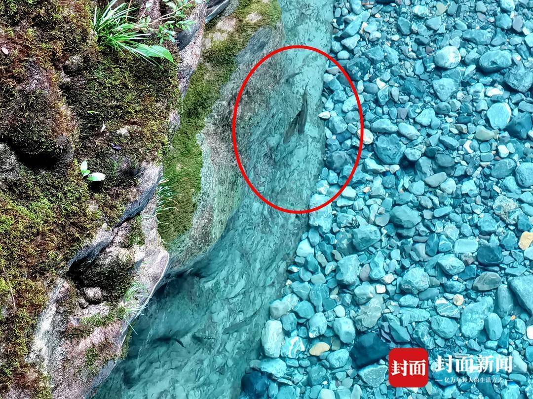 还魂草“复活”、崖柏成林、阳鱼穿溪!巴山大峡谷藏了多少宝藏?