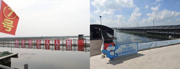 “洗澡蟹”“听涛蟹”阴影下,大闸蟹产业从产地之争迈向价值之战