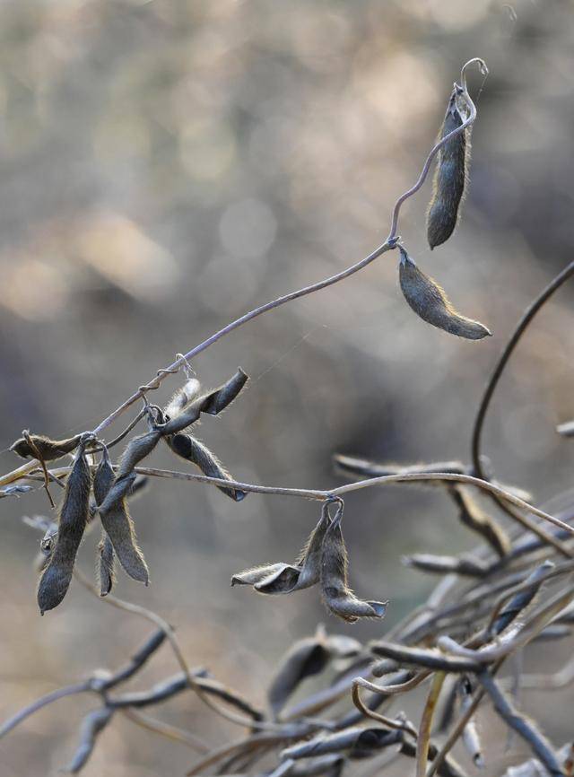 青岛再添野生大豆踪迹!南辛安河公园现群落生长,专家提醒“价值珍贵需保护”