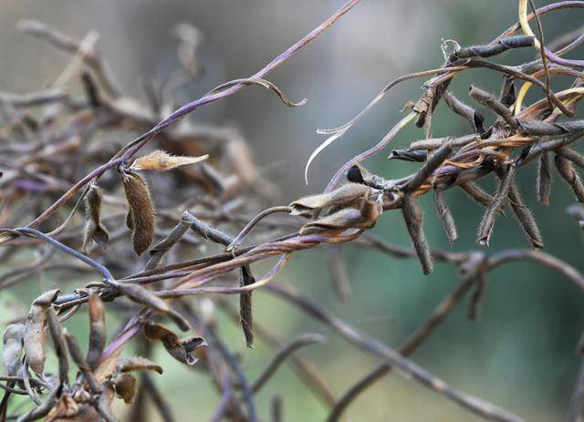 青岛再添野生大豆踪迹!南辛安河公园现群落生长,专家提醒“价值珍贵需保护”