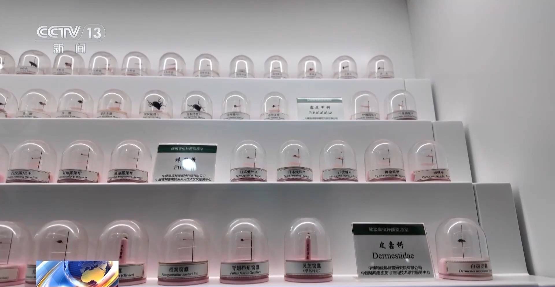 粮食入库进入“AI全自动时代” 探秘大国粮仓科技底色