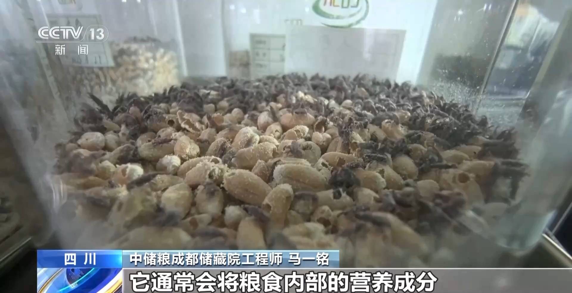 粮食入库进入“AI全自动时代” 探秘大国粮仓科技底色