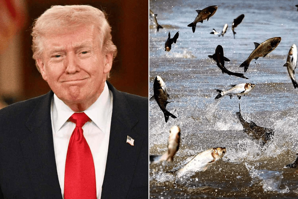 特朗普又有了新敌人！高调宣战亚洲鲤鱼，这次总不能再输了